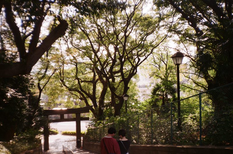 A photo looking down some steps in a park with a torii gate at the end of the steps