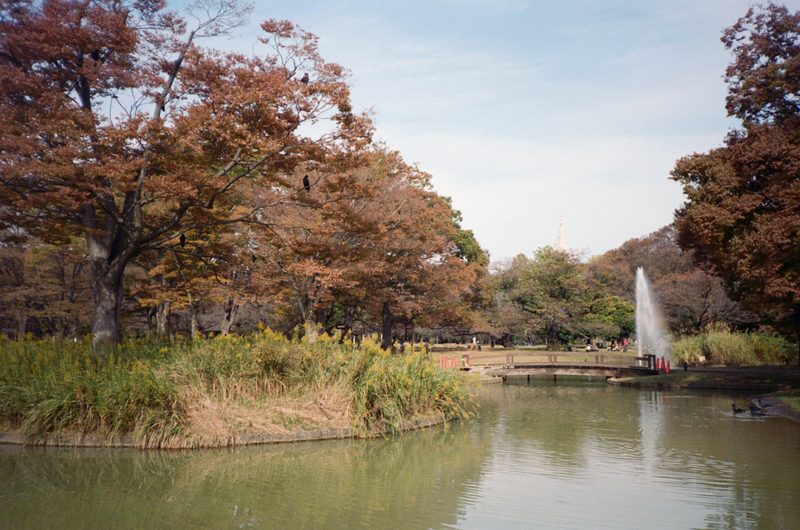 A photo of a park landscape with a autumnal tree and a pond in the foreground